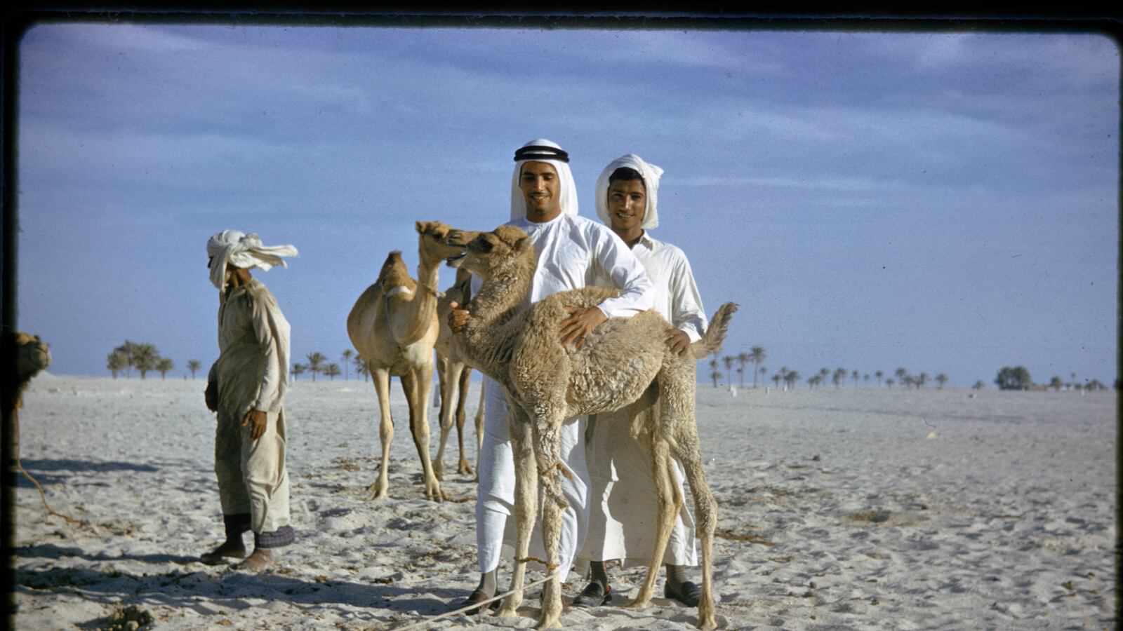 Zayed National Museum to open first temporary exhibition, tracing 7,000 years of the camel in Emirati life