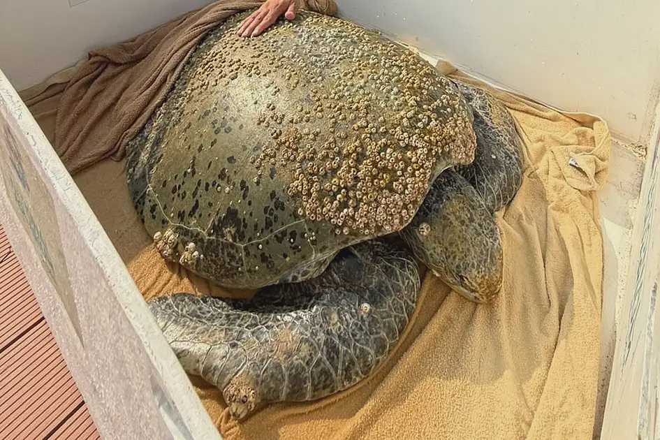 Abu Dhabi Workers Rescue Injured Sea Turtle Off Al Reem Island
